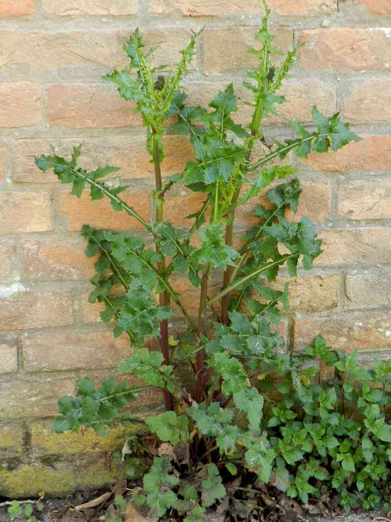 Sonchus sp. da determinare